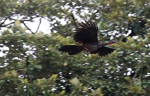 Crested Guan in flight Flying over the San Carlos river Costa Rica,Crested guan,Penelope purpurascens,maquenque lodge