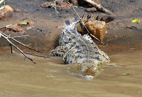 American Crocodile He's coming to get you!! American Crocodile,Costa Rica,Crocodylus acutus,San Carlos River,maquenque lodge