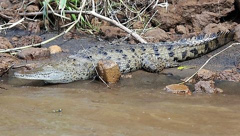American Crocodile American Crocodile on the San Carlos River, which flows up to Nicaragua American Crocodile,Costa Rica,Crocodylus acutus,San Carlos River,maquenque lodge