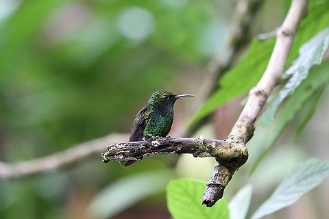 Coppery-headed Emerald At the wonderful Catarata del Toro Catarata del Toro,Coppery-headed emerald,Costa Rica,Elvira cupreiceps