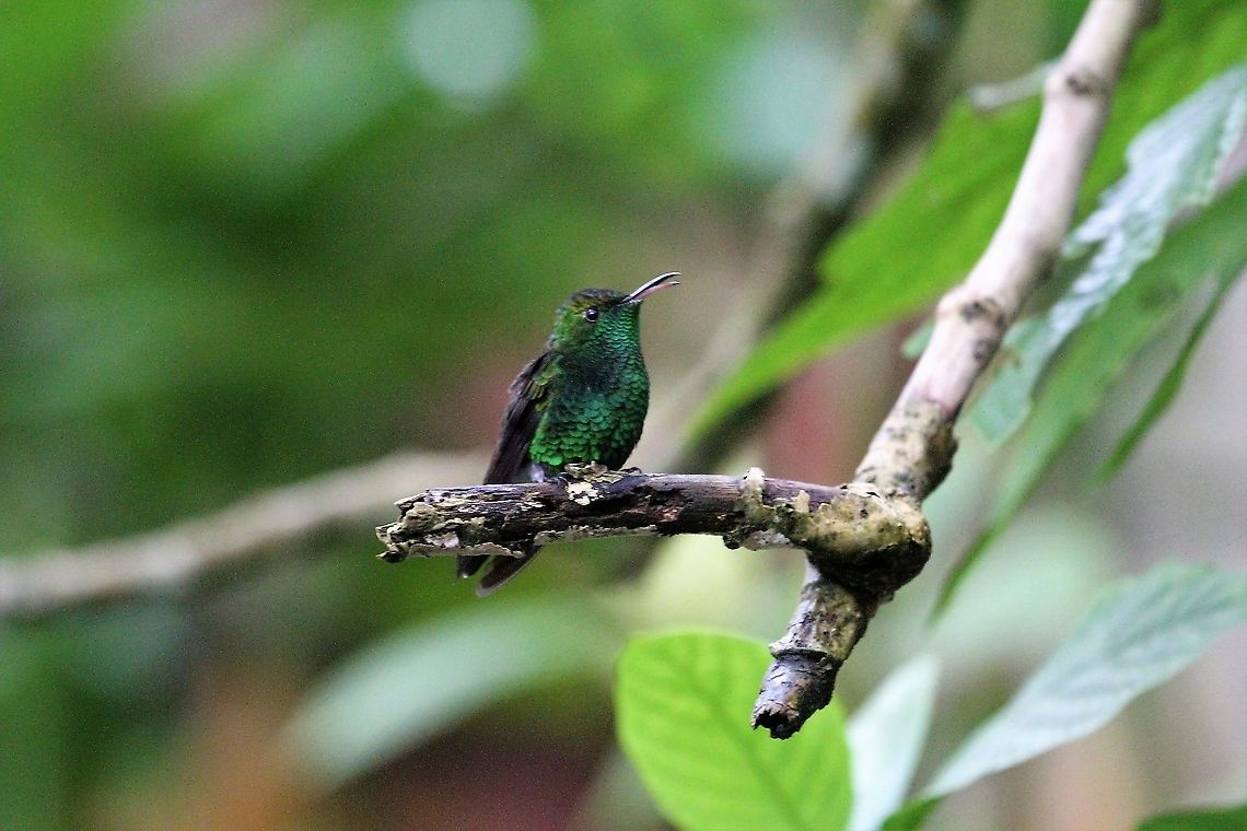 Coppery-headed Emerald  Catarata del Toro,Coppery-headed emerald,Costa Rica,Elvira cupreiceps