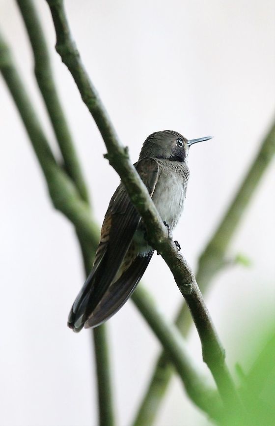 Brown Violetear At Catarata del Toro - some great hummingbirds and the only time I&#039;ve seen this species Brown violetear,Catarata del Toro,Colibri delphinae,Costa Rica