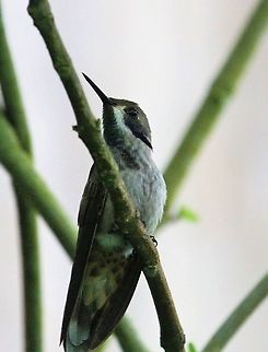 Brown Violetear Another less showy member of the violetears Brown violetear,Catarata del Toro,Colibri delphinae,Costa Rica