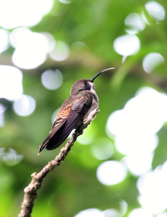 Brown Violetear Very colourful bird who hides the "ears" and the throat Brown violetear,Catarata del Toro,Colibri delphinae,Costa Rica