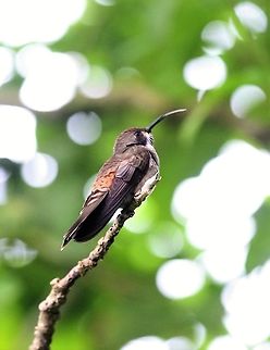 Brown Violetear Very colourful bird who hides the "ears" and the throat Brown violetear,Catarata del Toro,Colibri delphinae,Costa Rica