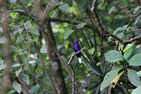 Violet Sabrewing Striking hummingbird Campylopterus hemileucurus,Catarata del Toro,Costa Rica,Violet sabrewing