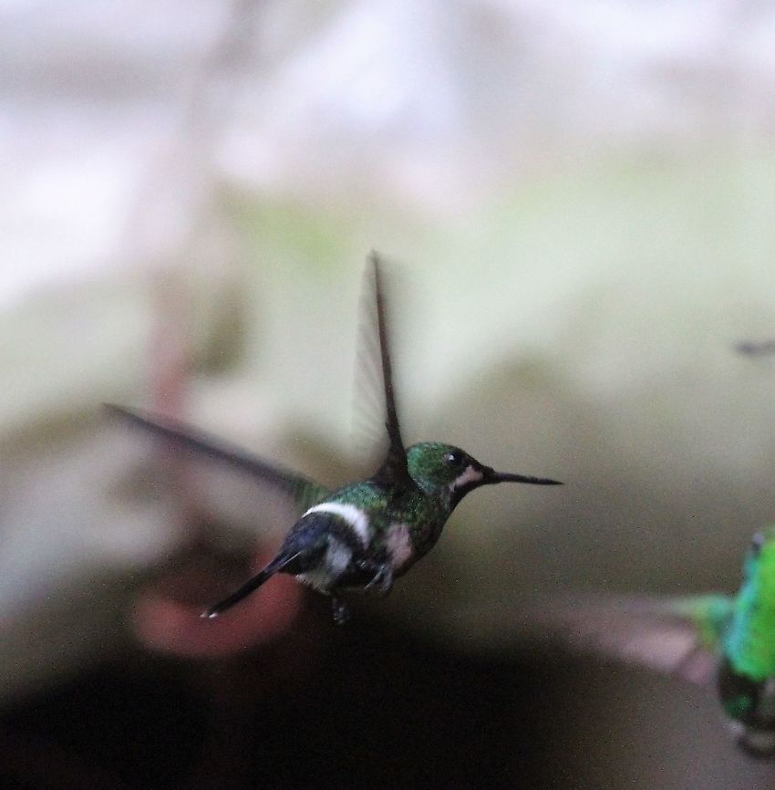 Green Thorntail, female This just seemed to zip about Catarata del Toro,Costa Rica,Discosura conversii,Green thorntail