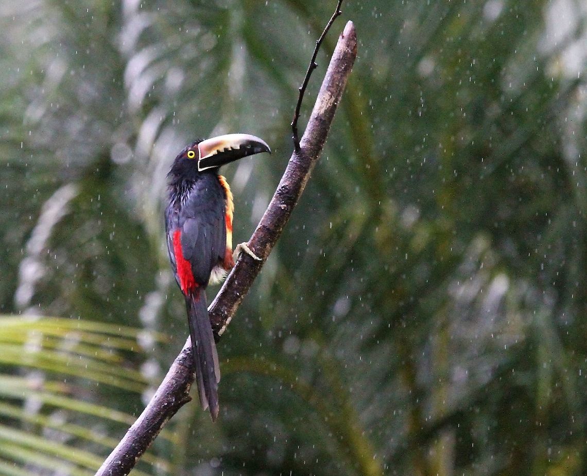 Collared Aracari in the rain  Collared aracari,Costa Rica,Pteroglossus torquatus,maquenque lodge