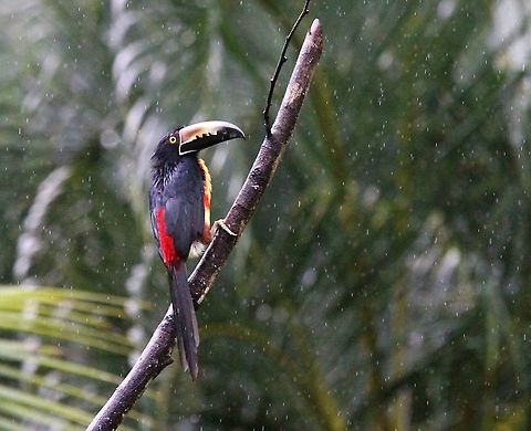 Collared Aracari in the rain  Collared aracari,Costa Rica,Pteroglossus torquatus,maquenque lodge