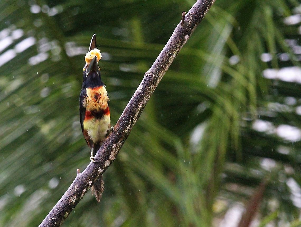 Collared aracari Eating banana Collared aracari,Costa Rica,Pteroglossus torquatus,maquenque lodge