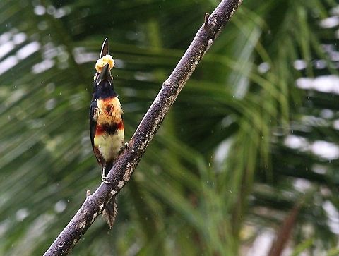 Collared aracari Eating banana Collared aracari,Costa Rica,Pteroglossus torquatus,maquenque lodge