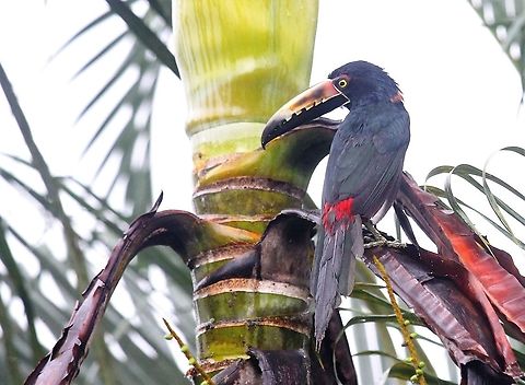 Collared aracari  Collared aracari,Costa Rica,Pteroglossus torquatus,maquenque lodge