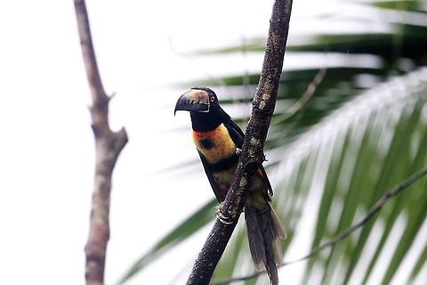 Collared aracari  Collared aracari,Costa Rica,Pteroglossus torquatus,maquenque lodge