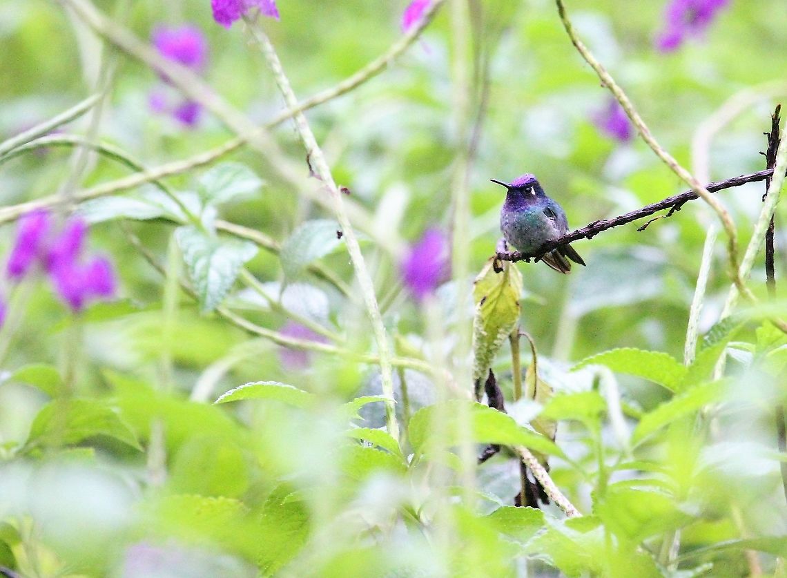Violet-headed Hummingbird At Macaw Lodge - a site that had been clear-felled 25 years ago - now rain forest re-growing, albeit degraded Costa Rica,Klais guimeti,Macaw Lodge,Violet-headed hummingbird
