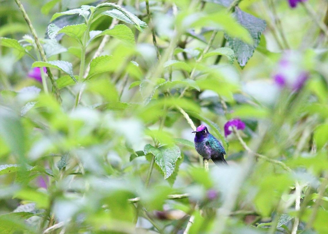 Violet-headed Hummingbird This lodge built on a clear-felled site, where the vegetation has regrown over 25 years Costa Rica,Klais guimeti,Macaw Lodge,Violet-headed hummingbird