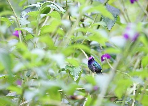 Violet-headed Hummingbird This lodge built on a clear-felled site, where the vegetation has regrown over 25 years Costa Rica,Klais guimeti,Macaw Lodge,Violet-headed hummingbird