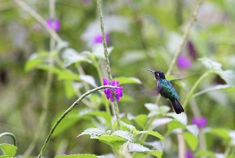Violet-headed Hummingbird This species in flight  Costa Rica,Klais guimeti,Macaw Lodge,Violet-headed hummingbird