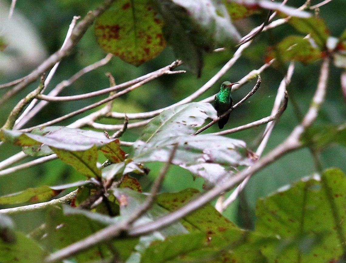 Rufous-tailed Hummingbird  Amazilia tzacatl,Costa Rica,Macaw Lodge,Rufous-tailed Hummingbird
