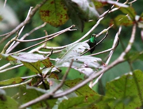 Rufous-tailed Hummingbird  Amazilia tzacatl,Costa Rica,Macaw Lodge,Rufous-tailed Hummingbird
