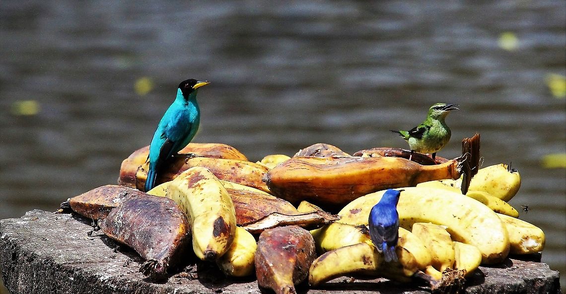 Red-legged Honeycreeper (F), Shining Honeycreeper and Green Honeycreeper Female Red-legged Honeycreeper (green), Green Honeycreeper (left, male0 &amp; Shining Honeycreeper (front, male) Costa Rica,Cyanerpes cyaneus,Red-legged honeycreeper,maquenque lodge