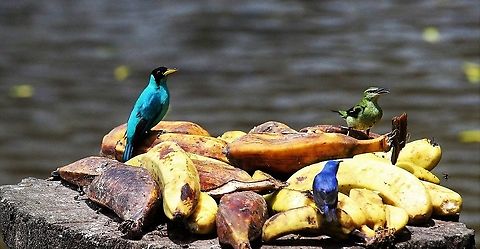 Red-legged Honeycreeper (F), Shining Honeycreeper and Green Honeycreeper Female Red-legged Honeycreeper (green), Green Honeycreeper (left, male0 & Shining Honeycreeper (front, male) Costa Rica,Cyanerpes cyaneus,Red-legged honeycreeper,maquenque lodge