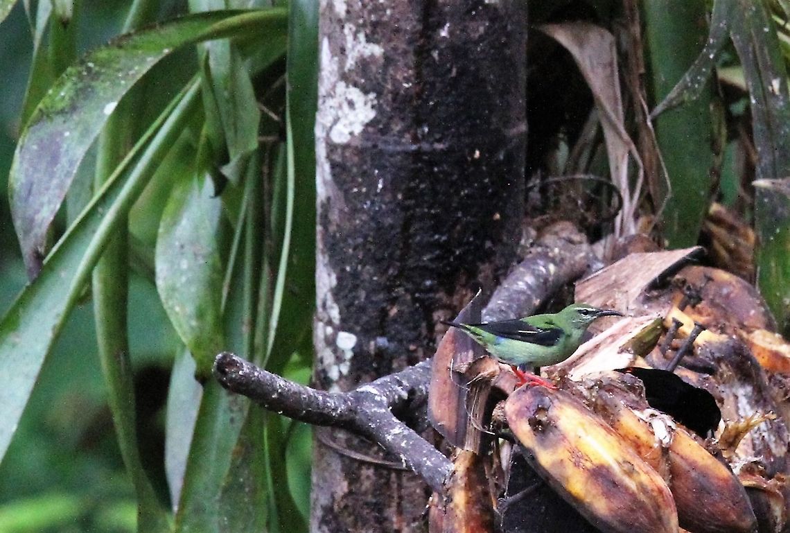 Red-legged Honeycreeper A strikingly good looking female honeycreeper Costa Rica,Cyanerpes cyaneus,Red-legged honeycreeper,maquenque lodge