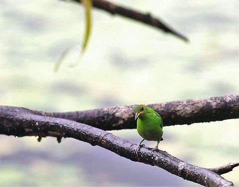 Green Honeycreeper, female The female of the species Chlorophanes spiza,Costa Rica,Green Honeycreeper,maquenque lodge