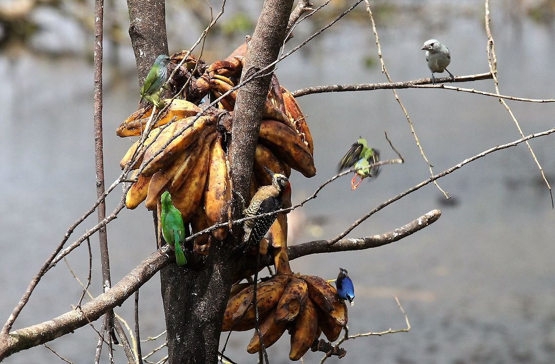 Red-legged Honeycreeper leaves the sextet Female Shining honeycreeper (top L), Blue-gray tanager (top R),Female Green honeycreeper (centre L), Black-cheeked woodpecker (Centre M), Female Red-legged honeycreeper departing (Centre R) &amp; Male Shining honeycreeper (bottom). Costa Rica,Cyanerpes cyaneus,Red-legged honeycreeper,maquenque lodge