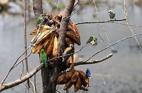Red-legged Honeycreeper leaves the sextet Female Shining honeycreeper (top L), Blue-gray tanager (top R),Female Green honeycreeper (centre L), Black-cheeked woodpecker (Centre M), Female Red-legged honeycreeper departing (Centre R) & Male Shining honeycreeper (bottom). Costa Rica,Cyanerpes cyaneus,Red-legged honeycreeper,maquenque lodge