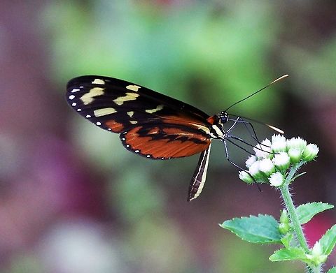 Heart-spotted Heliconia One of the many heliconias Costa Rica,Heart-spotted heliconia,Heliconius hecale zuleika,maquenque lodge
