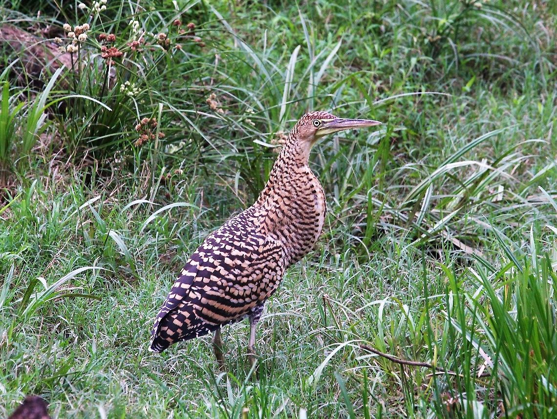 Bare-throated Tiger-heron Bare-throated Tiger-heron just above the mangroves just north of Quepos Bare-throated Tiger Heron,Costa Rica,Tigrisoma mexicanum