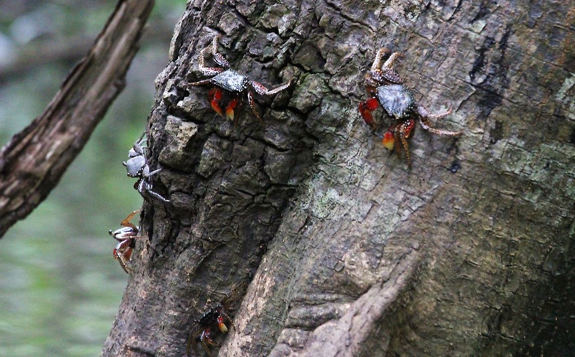 Mangrove Tree Crab In the mangroves north of Quepos, very colourful crabs.  Their main food source is red mangrove leaves.  Females produce approx. 35,000 eggs at a time.  They are an important food source for young fish in the mangroves which prey on the larvae.  Large mangrove crabs, fish such as mangrove snappers and White Ibis all prey on these crabs.  <a href="http://bioweb.uwlax.edu/bio203/s2014/case_zac2/interactions.htm" rel="nofollow">http://bioweb.uwlax.edu/bio203/s2014/case_zac2/interactions.htm</a> Aratus pisonii,Costa Rica,Mangrove tree crab