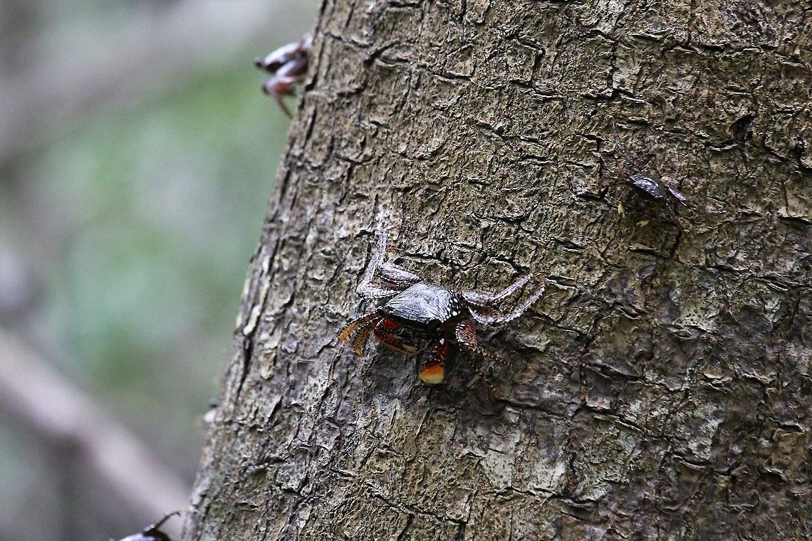 Mangrove Tree Crabs Here in the mangroves north of Quepos.  These are very fast moving crabs and fairly difficult to catch (by predators or the camera) Aratus pisonii,Costa Rica,Mangrove tree crabs