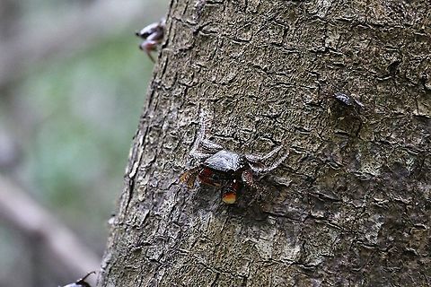 Mangrove Tree Crabs Here in the mangroves north of Quepos.  These are very fast moving crabs and fairly difficult to catch (by predators or the camera) Aratus pisonii,Costa Rica,Mangrove tree crabs
