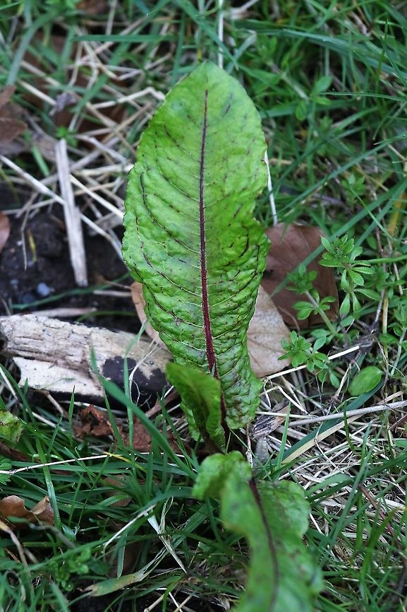 Bloody dock A fairly common member of the rumex family here (a limestone lover) Bloody dock,Kings Meaburn,Rumex sanguineus