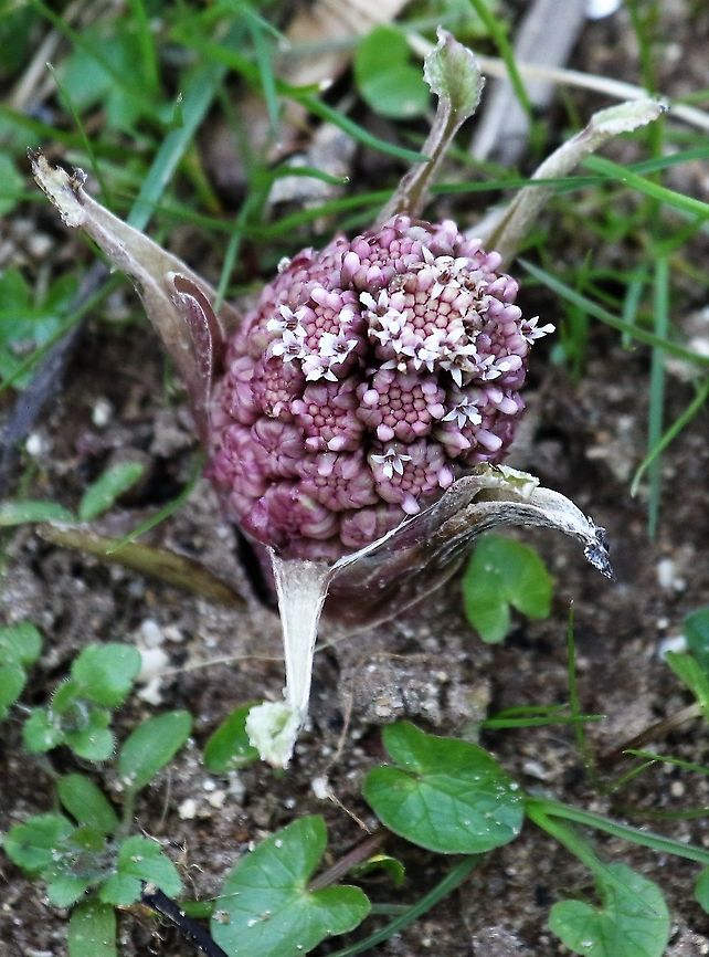 Butterbur Flower stalk just emerging at Kings Meaburn Cumbria,Kings Meaburn,Petasites hybridus,butterbur