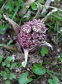 Butterbur Flower stalk just emerging at Kings Meaburn Cumbria,Kings Meaburn,Petasites hybridus,butterbur