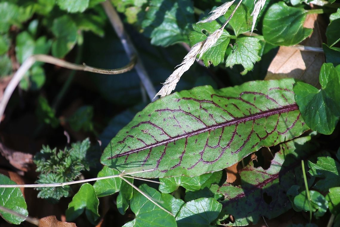 Bloody Dock Great veining Bloody dock,Cumbria,Kings Meaburn,Rumex sanguineus