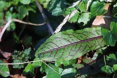 Bloody Dock Great veining Bloody dock,Cumbria,Kings Meaburn,Rumex sanguineus