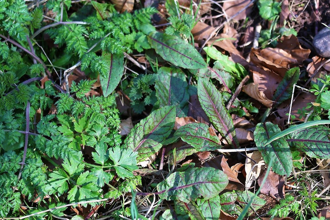 Bloody Dock Colourful dock Bloody dock,Cumbria,Kings,Rumex sanguineus