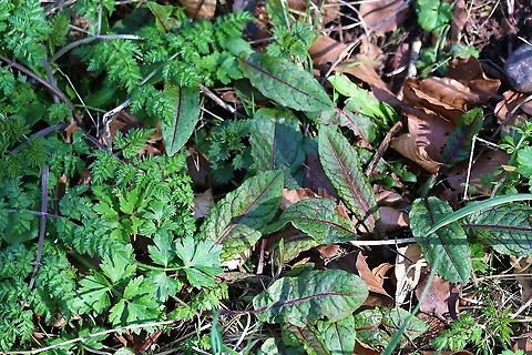 Bloody Dock Colourful dock Bloody dock,Cumbria,Kings,Rumex sanguineus