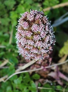 Butterbur  Cumbria,Kings Meaburn,Petasites hybridus,butterbur
