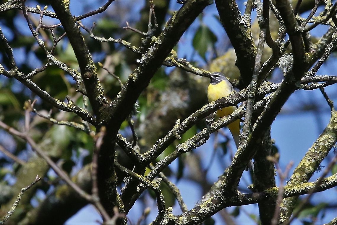 Grey Wagtail Along the Lyvennet, my local beck Cumbria,Grey wagtail,Kings Meaburn,Motacilla cinerea