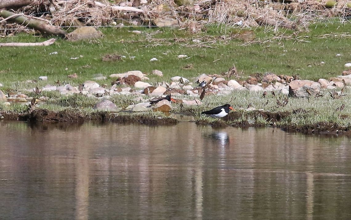 Oyster Catchers On the Lyvennet beck Cumbria,Haematopus ostralegus,Kings Meaburn,eurasian oyster catcher