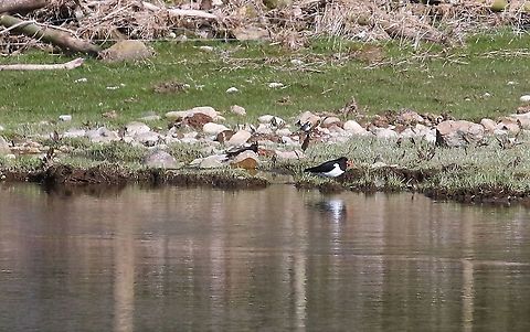 Oyster Catchers On the Lyvennet beck Cumbria,Haematopus ostralegus,Kings Meaburn,eurasian oyster catcher