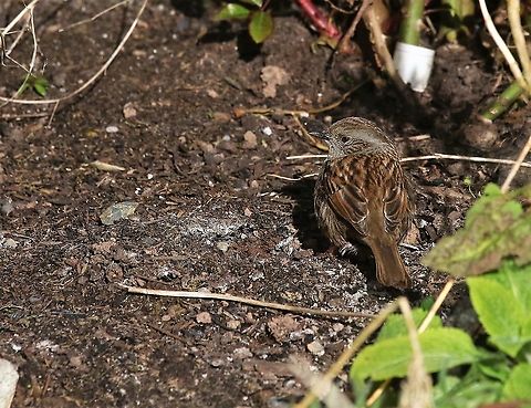 Dunnock Catching some sun in the garden Cumbria,Dunnock,Kings Meaburn,Prunella modularis