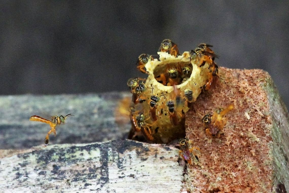 Tetragonisca angustula Top honey producers, stingless bees, can pollinate up to 80% of the plants in their biome Costa Rica,San Carlos River,Tetragonisca angustula,maquenque lodge