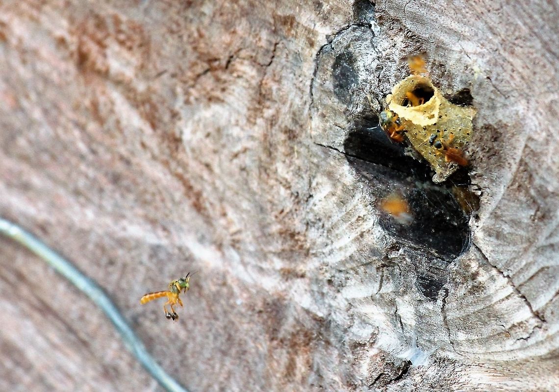 Tetragonisca angustula These stingless bees kept at a finca on the San Carlos river for their amazing honey production Costa Rica,San Carlos River,Tetragonisca angustula,maquenque lodge