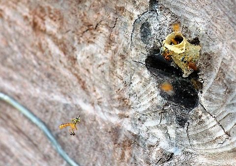 Tetragonisca angustula These stingless bees kept at a finca on the San Carlos river for their amazing honey production Costa Rica,San Carlos River,Tetragonisca angustula,maquenque lodge