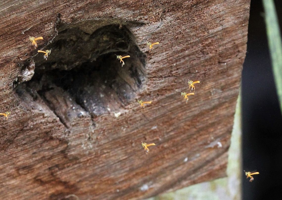 Tetragonisca angustula These bees kept, at a finca alongside the San Carlos river, in all shapes and sizes of logs for their magical honey production. Costa Rica,San Carlos River,Tetragonisca angustula,maquenque lodge